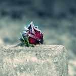 rose-sur-pierre-tombale